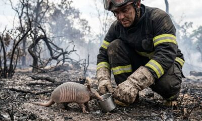 Em meio às chamas de um incêndio florestal, bombeiros interrompem o combate ao fogo ao encontrar um pequeno sobrevivente lutando pela vida