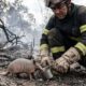 Em meio às chamas de um incêndio florestal, bombeiros interrompem o combate ao fogo ao encontrar um pequeno sobrevivente lutando pela vida