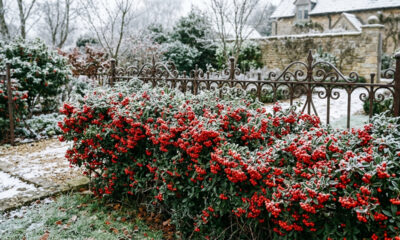 Essa cerca-viva ornamental resiste a geadas rigorosas, aceita podas estritas de contorno e se enche de bagas vermelhas decorativas no inverno