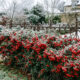 Essa cerca-viva ornamental resiste a geadas rigorosas, aceita podas estritas de contorno e se enche de bagas vermelhas decorativas no inverno