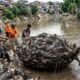 Soltaram peixes de aquário em um rio e agora precisam retirar 10 toneladas deles depois que os animais se multiplicaram e se tornaram um problema ambiental
