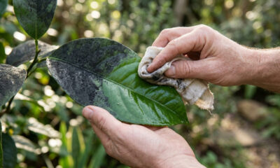 Folhas da planta ficando pretas como carvão? O que significa a camada escura e o método simples para removê-la sem queimar o vaso