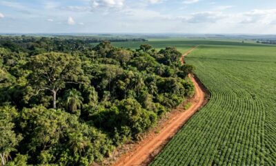 Herdeiro recebe sítio de 50 hectares, planeja derrubar a mata para plantar soja e descobre que 10 hectares devem ser preservados por uma regra ambiental que muitos proprietários desconhecem
