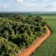 Herdeiro recebe sítio de 50 hectares, planeja derrubar a mata para plantar soja e descobre que 10 hectares devem ser preservados por uma regra ambiental que muitos proprietários desconhecem