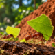 A formiga que cultiva fungos dentro do formigueiro, transporta pedaços de folhas por longas distâncias e utiliza uma técnica de agricultura natural que intriga pesquisadores há décadas