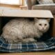 Mulher encontra uma caixa misteriosa, decide abrir para descobrir o que havia dentro e se depara com um gato que precisava urgentemente de ajuda