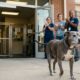Cão idoso espera 50 dias por uma família e recebe uma despedida tão emocionante no abrigo que ninguém consegue conter a emoção