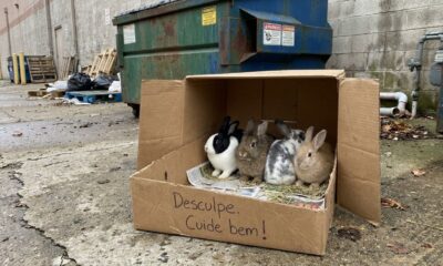 Mulher sai para levar o lixo e encontra caixa com a palavra “Desculpe”, mas fica emocionada ao descobrir 4 animais abandonados dentro