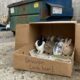 Mulher sai para levar o lixo e encontra caixa com a palavra “Desculpe”, mas fica emocionada ao descobrir 4 animais abandonados dentro