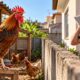 Morador cria um galinheiro com 30 aves perto da casa ao lado, que passou a conviver com mau cheiro e barulho diário, e a Justiça reconhece o incômodo e determina a adequação da estrutura