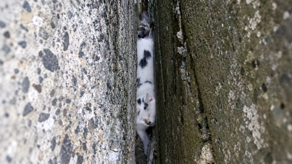Equipes de resgate ouvem gritos desesperados vindos de paredes de pedra e ficam surpresas ao descobrir um animal preso em um espaço quase impossível de alcançar
