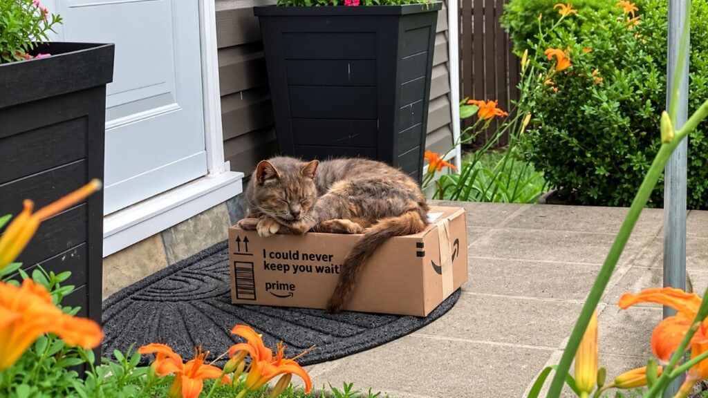 Gato é encontrado enrolado em pacote da Amazon, mas meses depois ainda espera pela família que pode mudar sua vida