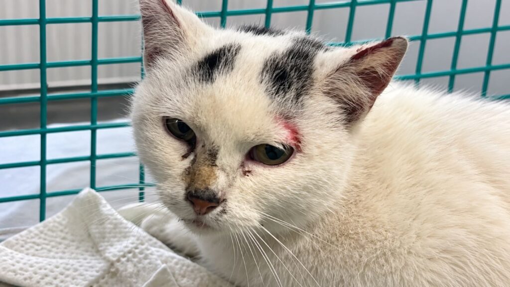 Equipes de resgate ouvem gritos desesperados vindos de paredes de pedra e ficam surpresas ao descobrir um animal preso em um espaço quase impossível de alcançar