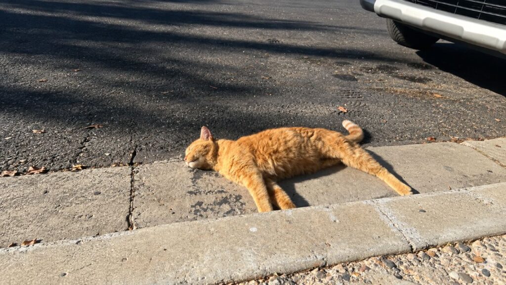 Mulher encontra gato de três patas preso em bueiro e se surpreende ao descobrir a idade inesperada do animal