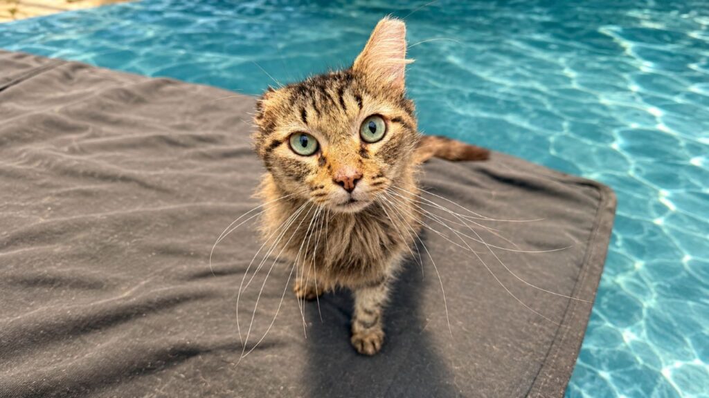 Mulher adota gato doente que vivia em abrigo e se emociona ao descobrir o que estava escrito em seu prontuário