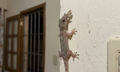 Muita gente mata a lacraia ou a lagartixa por medo, sem saber que ela faz um controle de pragas dentro de casa