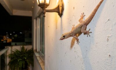 Muita gente espanta a lagartixa quando ela aparece dentro de casa, mas poucos sabem por que esse pequeno animal pode ser um aliado contra insetos