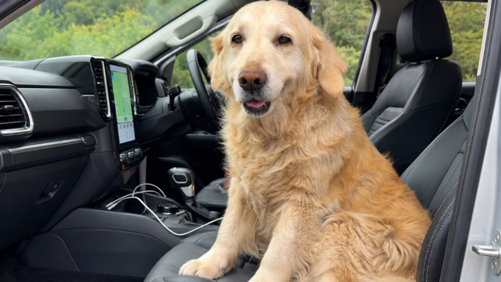 Homem viajava de carro quando avistou uma golden retriever idosa sozinha na estrada e tomou uma decisão que mudou a vida dela para sempre