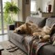 Veterinário explica: o cachorro que dorme de barriga para cima pode não estar apenas procurando uma posição confortável, mas mostrando o quanto se sente seguro dentro de casa