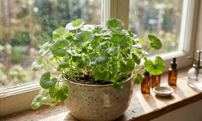 Essa planta de cultivo simples é queridinha na cosmética: suas folhas estimulam a produção de colágeno e melhoram a circulação