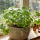 Essa planta de cultivo simples é queridinha na cosmética: suas folhas estimulam a produção de colágeno e melhoram a circulação