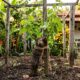 Enxerto de uva em casa: a técnica simples que faz o pé produzir mais rápido, até em quintal pequeno