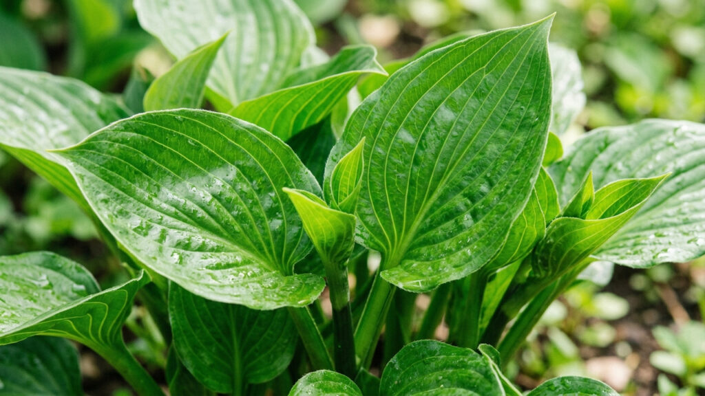 Macerado de algas marinhas na adubação: como o biofertilizante rico em micronutrientes e hormônios vegetais recupera plantas enfraquecidas