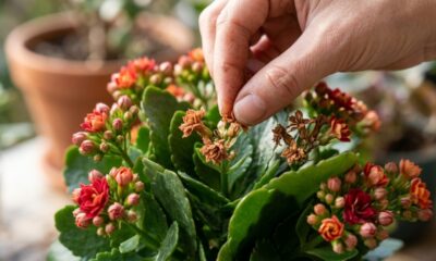 Nem muita água nem pouca luz: o kalanchoe pode florescer por meses quando fica em local bem iluminado e só é regado depois que o substrato começa a secar