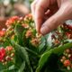 Nem muita água nem pouca luz: o kalanchoe pode florescer por meses quando fica em local bem iluminado e só é regado depois que o substrato começa a secar