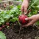 Os 3 vegetais de crescimento rápido para plantar a partir de outubro