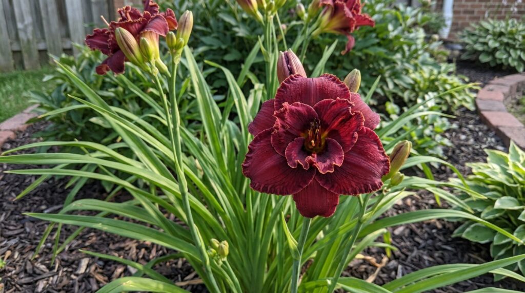 Não é margarida nem girassol: esta flor ornamental tem pétalas sobrepostas em tons de vinho e roxo, formando um desenho marcante que cria um contraste sofisticado entre o verde das folhas e as cores do jardim