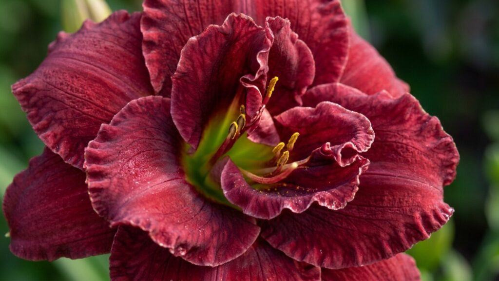 Não é rosa nem orquídea: esta flor perene tem pétalas onduladas, cor vinho intensa e bordas douradas que deixam o jardim com aparência sofisticada