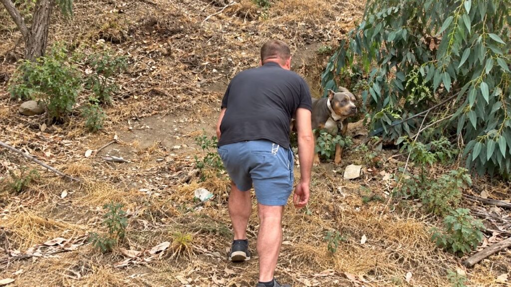 Pitbull adulto é encontrado amarrado a uma árvore ao lado de uma rodovia e, após ser resgatado, emociona ao descobrir pela primeira vez a alegria de brincar