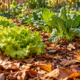 Morador colocou uma camada de folhas secas sobre o solo da horta e descobriu como essa técnica simples ajuda a conservar a umidade, diminuir o crescimento de ervas daninhas e proteger as raízes durante os períodos mais quentes