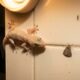 Muita gente espanta a lagartixa da parede por nojo, mas poucos sabem que ela come mosquitos, pernilongos e filhotes de barata que circulam pela casa à noite