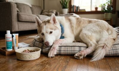 Husky chega ao abrigo quase sem pelos e deixa funcionários impressionados com a transformação após 3 meses de cuidados