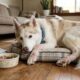 Husky chega ao abrigo quase sem pelos e deixa funcionários impressionados com a transformação após 3 meses de cuidados