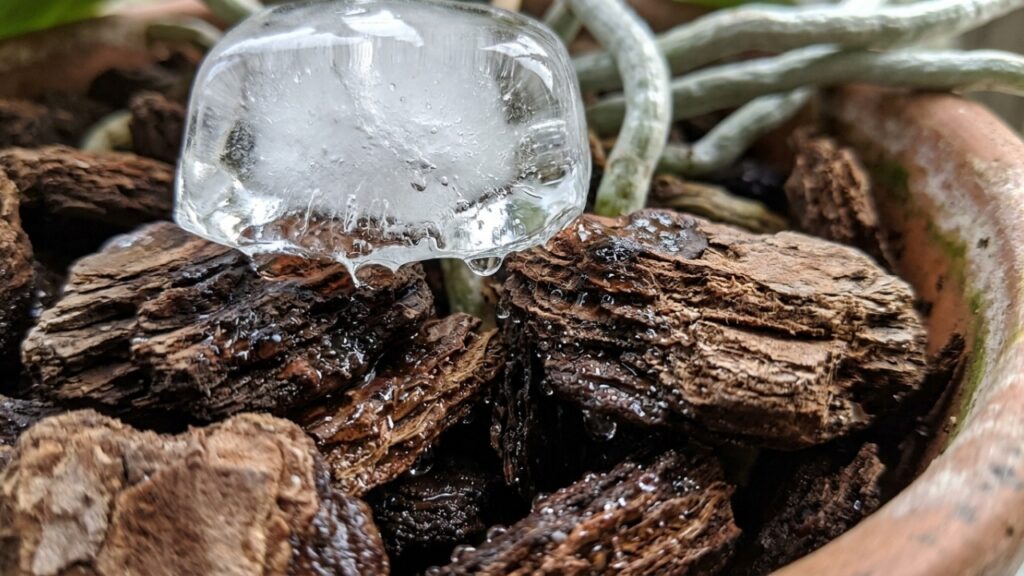 Colocar cubos de gelo na terra das plantas: para que serve essa técnica curiosa e por que jardineiros recomendam