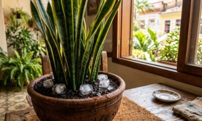 Colocar cubos de gelo no vaso da Espada-de-São-Jorge: para que serve e por que esse truque pode ajudar a controlar melhor a quantidade de água na rega