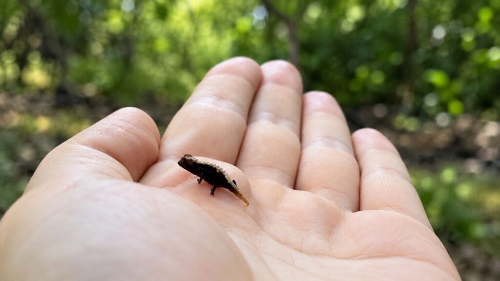 Pesquisadora da vida selvagem cria amizade inesperada com um dos menores répteis do mundo e surpreende ao mostrar a conexão especial entre os dois
