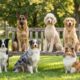 Mais de 1.000 cães tiveram a inteligência testada por pesquisadores, e uma raça surpreendeu ao ficar à frente de todas as outras