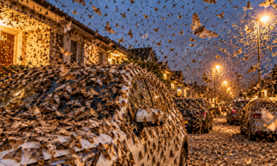 Mariposas de até 5 centímetros invadem casas e carros ao mesmo tempo e cobrem paredes durante migração que percorre centenas de quilômetros
