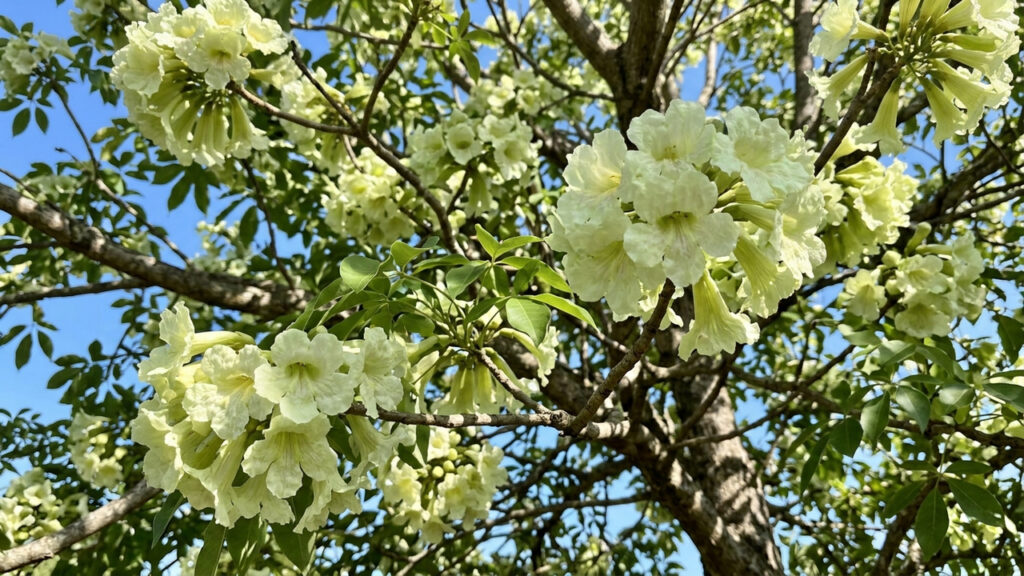Essa árvore de flores tom de pistache parece de outro planeta e resiste a meses de seca sem perder a beleza no quintal