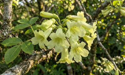 Essa árvore de flores tom de pistache parece de outro planeta e resiste a meses de seca sem perder a beleza no quintal