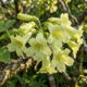 Essa árvore de flores tom de pistache parece de outro planeta e resiste a meses de seca sem perder a beleza no quintal