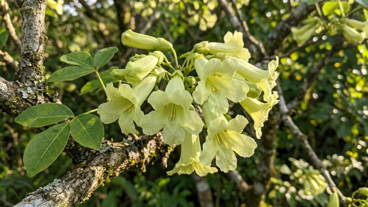 Essa árvore de flores tom de pistache parece de outro planeta e resiste a meses de seca sem perder a beleza no quintal
