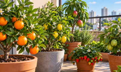 A espécie frutífera ideal para cultivar em vasos tem raízes compactas e pode produzir frutas mesmo em pouco espaço