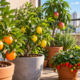 A espécie frutífera ideal para cultivar em vasos tem raízes compactas e pode produzir frutas mesmo em pouco espaço