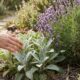 O segredo da jardinagem sensorial no quintal: as plantas de texturas e perfumes suaves que reduzem a ansiedade e o estresse na rotina