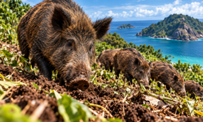 Uma ilha desabitada recebeu porcos que acabaram se reproduzindo por gerações e deram origem a uma população selvagem que despertou o alerta de pesquisadores sobre os impactos no equilíbrio da natureza